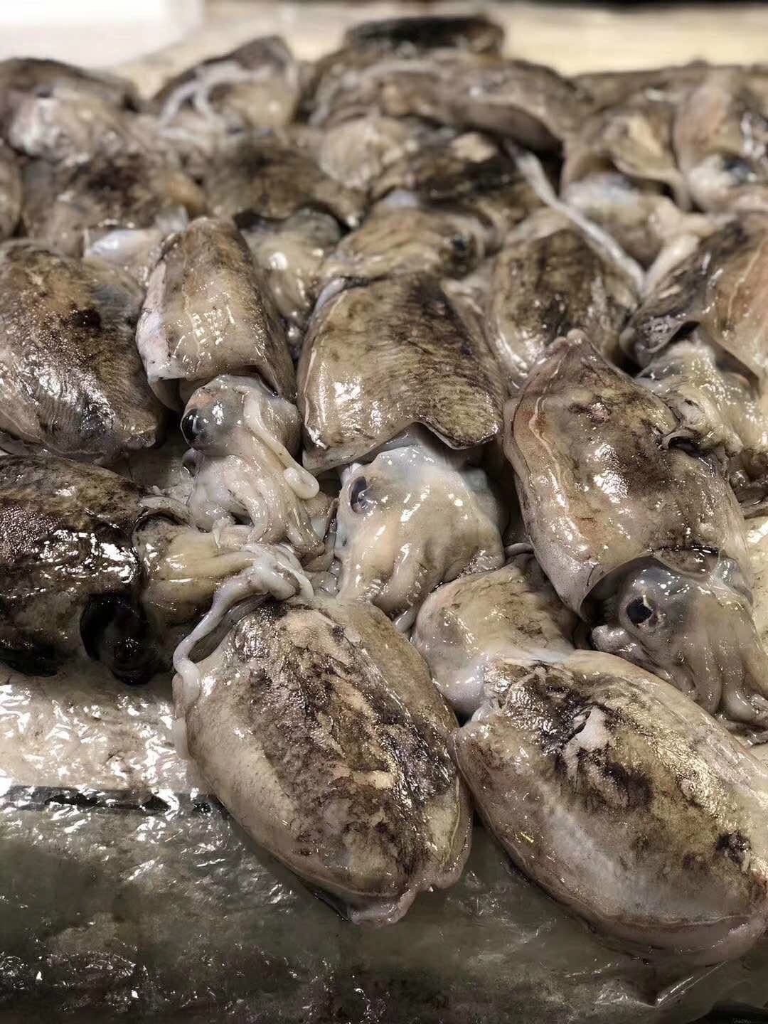 [墨鱼] 东海纯野生墨鱼新鲜海捕台州松门以现场为准顺丰包邮