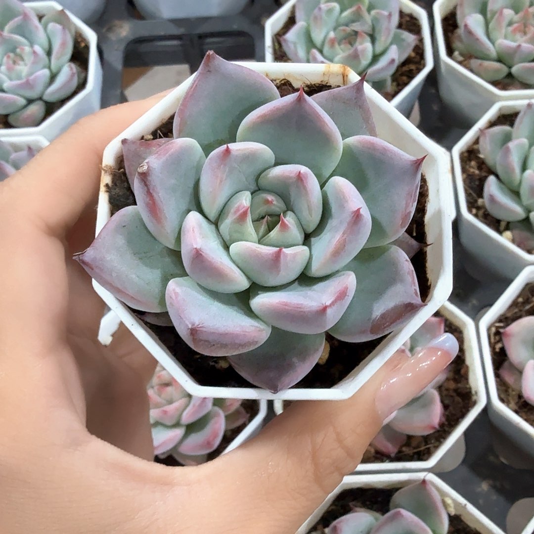 婚戒多肉 后期状态粉色