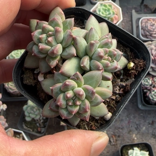 300甲骨文多肉植物多