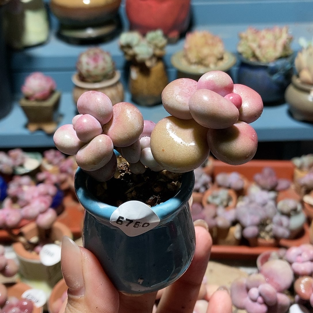 5750糖果腰子蛋带盆土