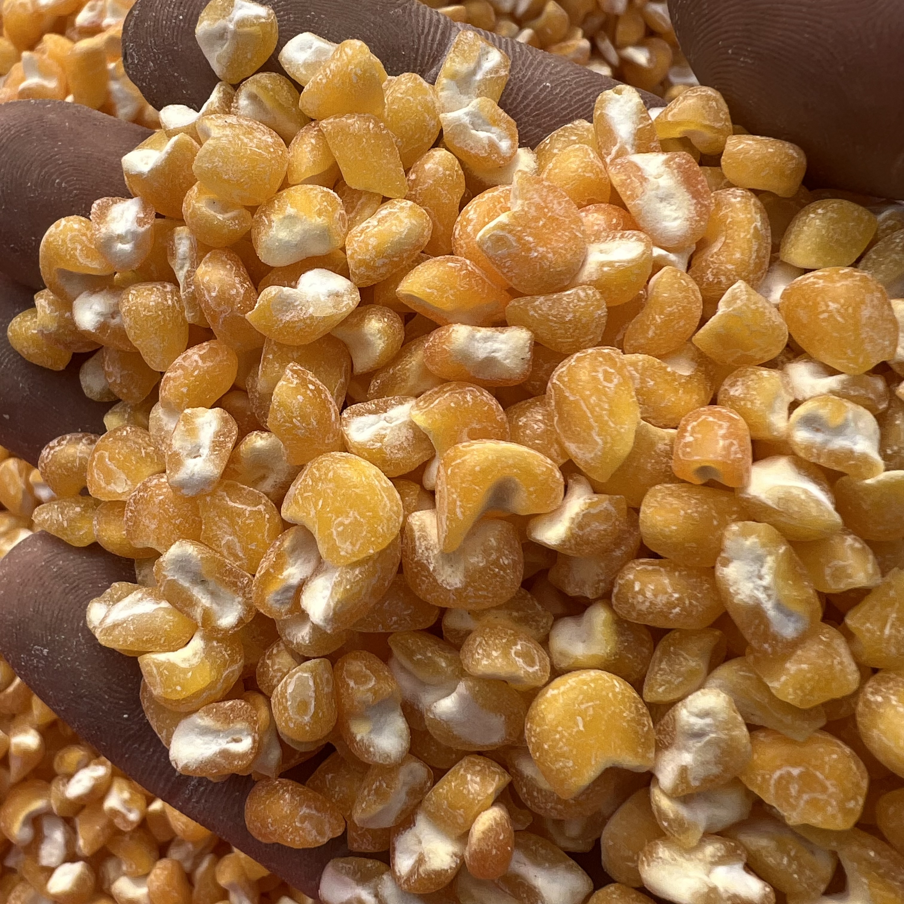 2025年新大碴子可做大碴粥3斤