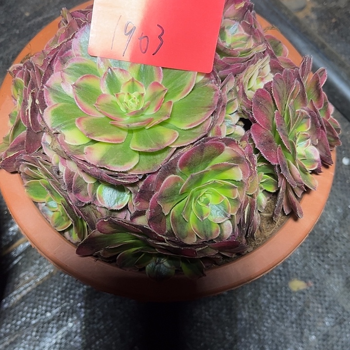 宜***8海神多肉植物保护专业1903