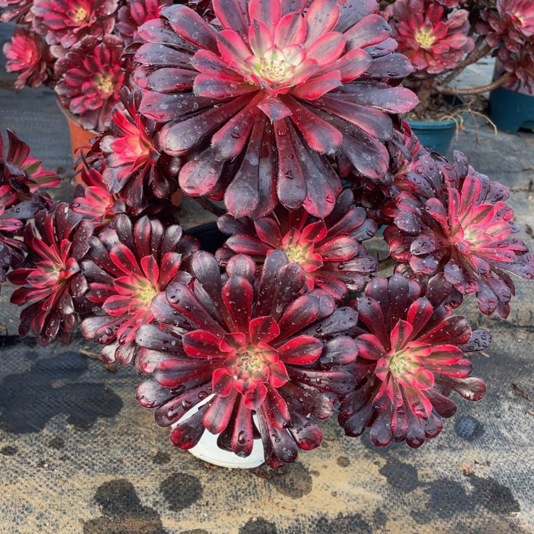 深***风479黑铜白精品法师老桩