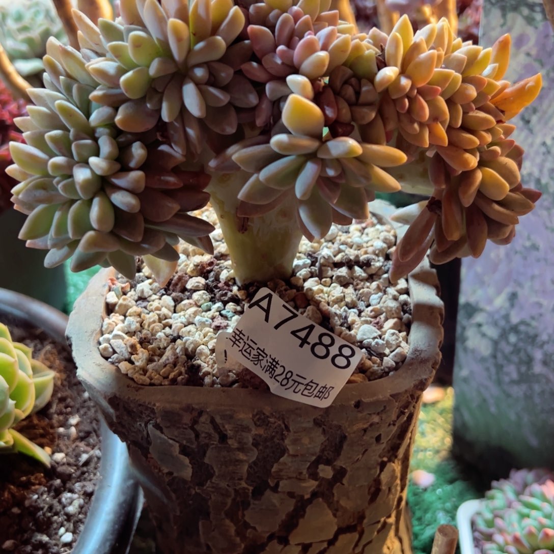 幸运的是我的朋友们