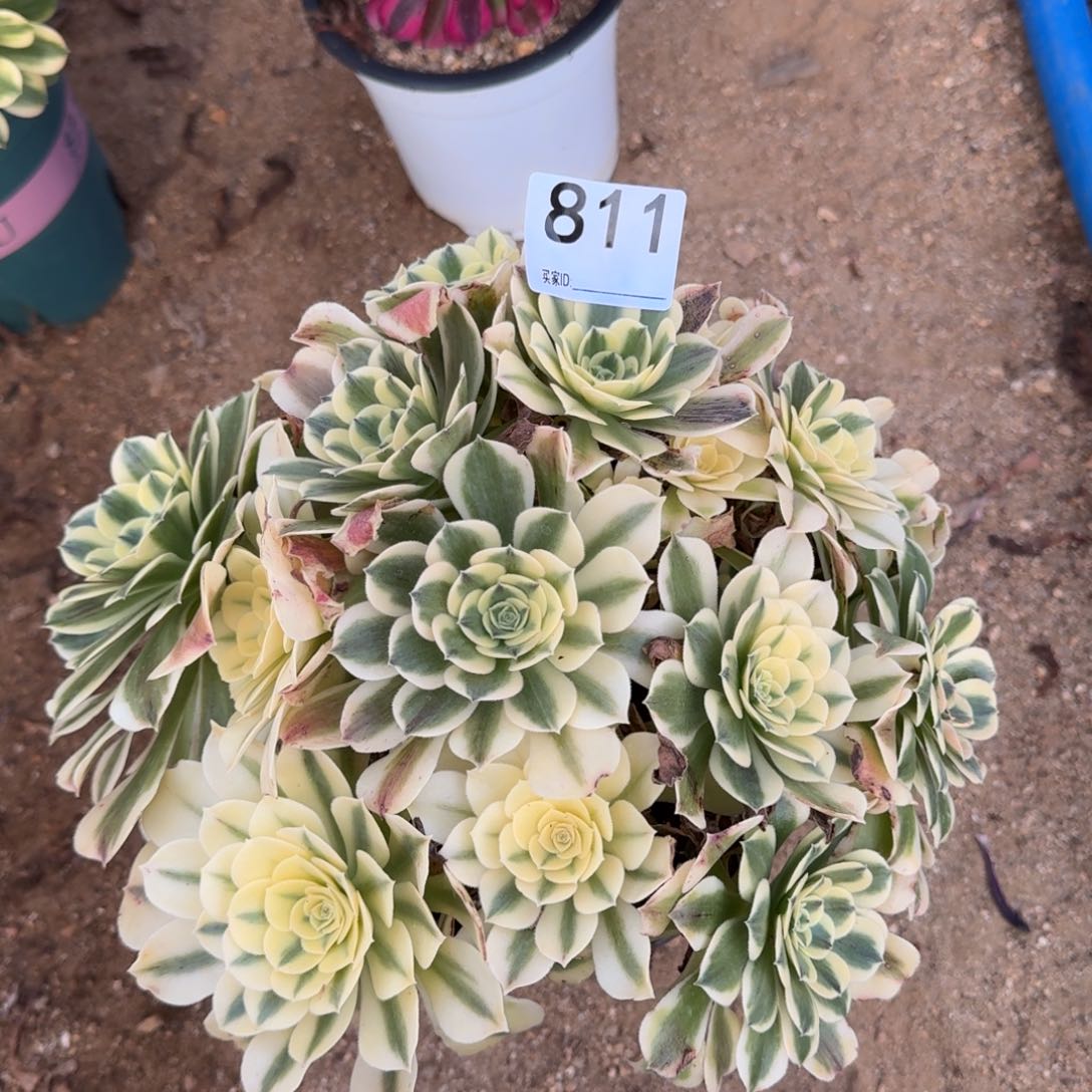 811绿豆沙多肉植物