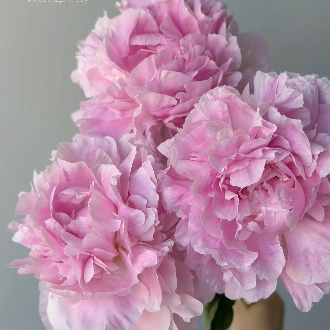 芍药花苗重瓣大花