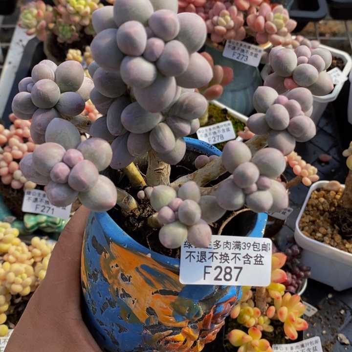 香水手指奶酪老桩287多肉植物