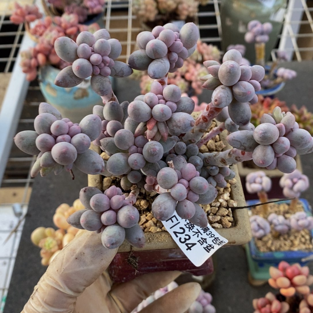 香水手指234/10c m