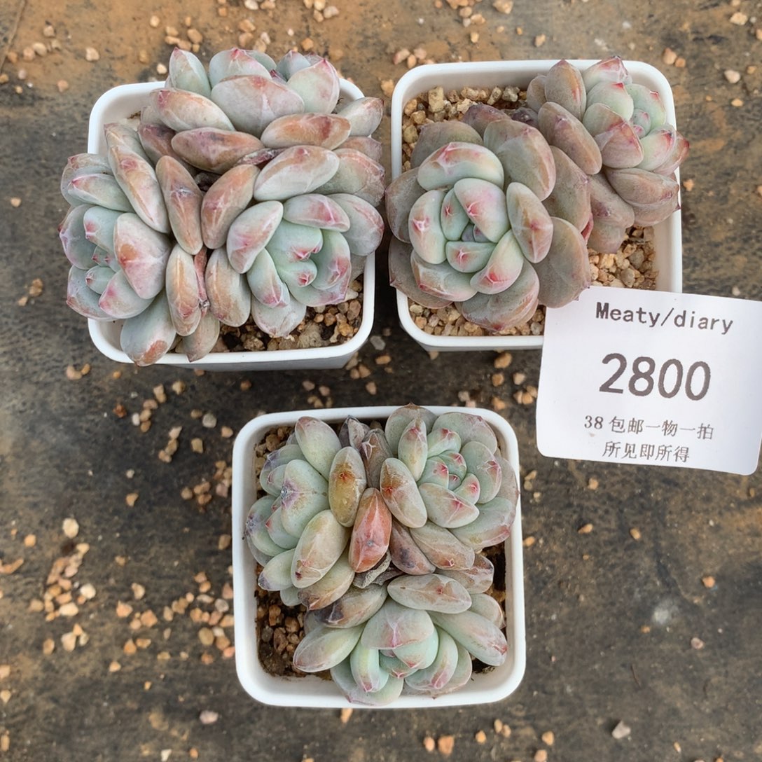 2800三颗星影带盆包邮