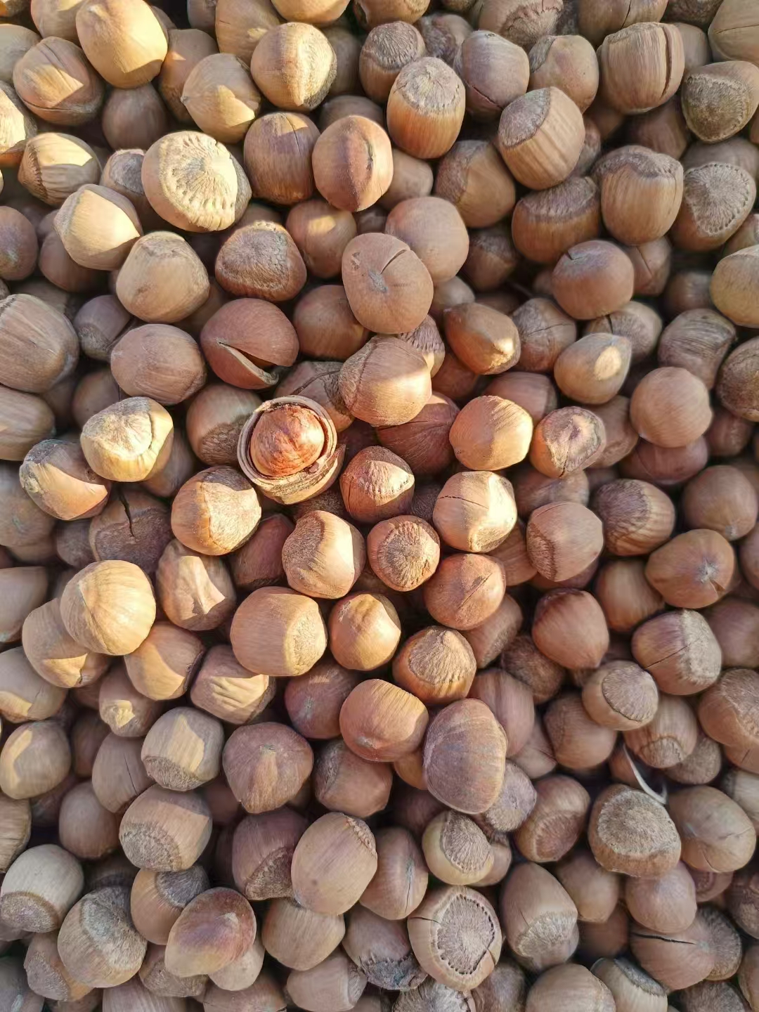 东北野生手拍山榛子熟货开口大粒皮薄仁满松香酥脆