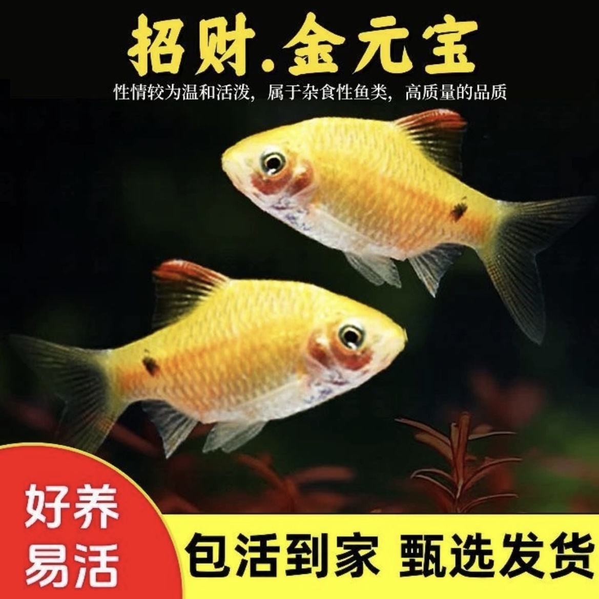 金元宝招财进宝练手混养闯缸群游鱼小型淡水冷水观赏鱼耐养
