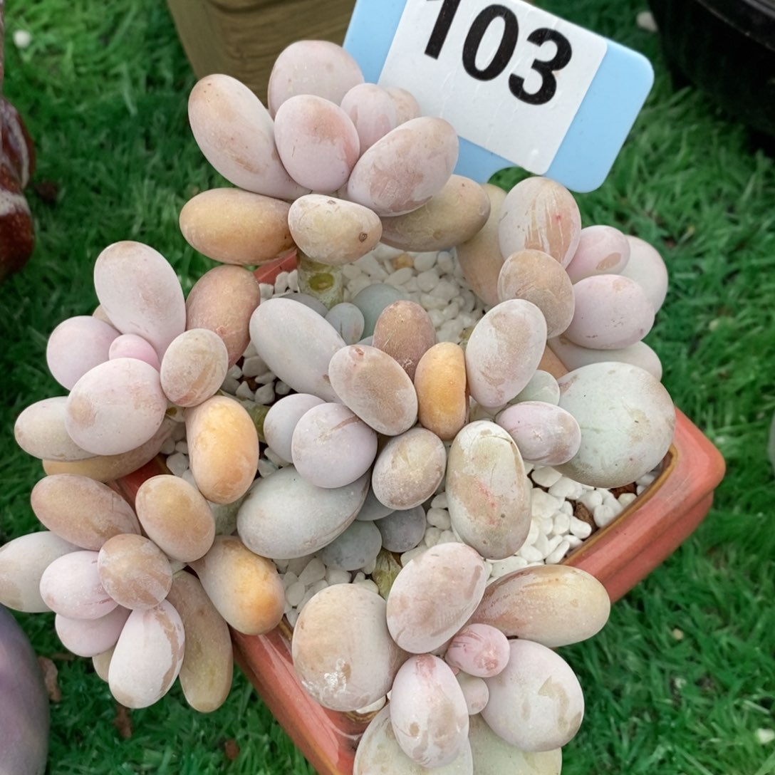 蛋黄奶多肉植物盆栽