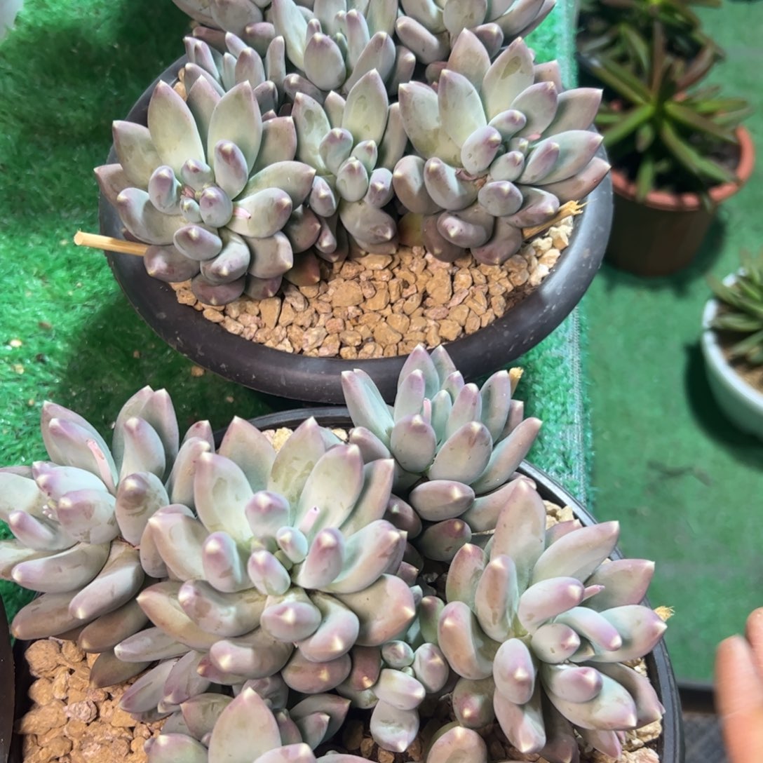 星空美人多肉，暗纹好