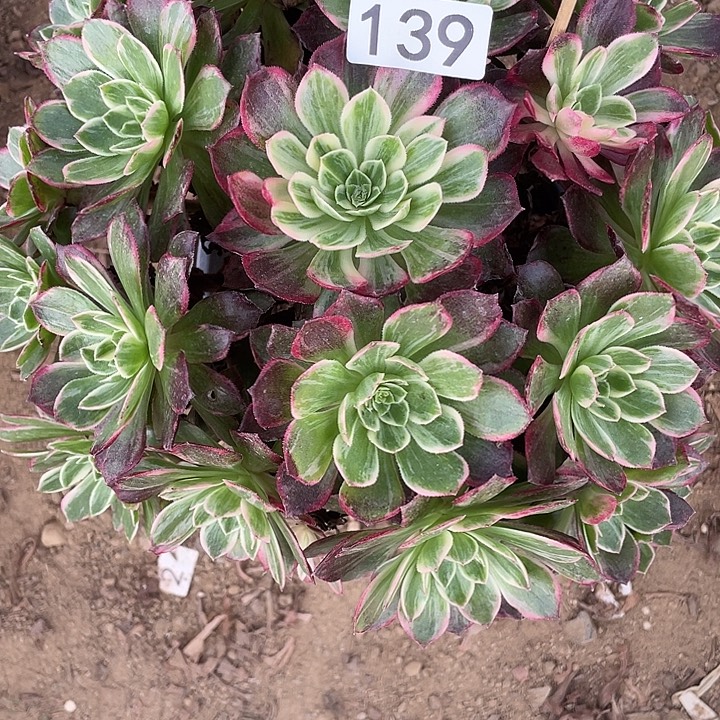 139万花筒对肉植物