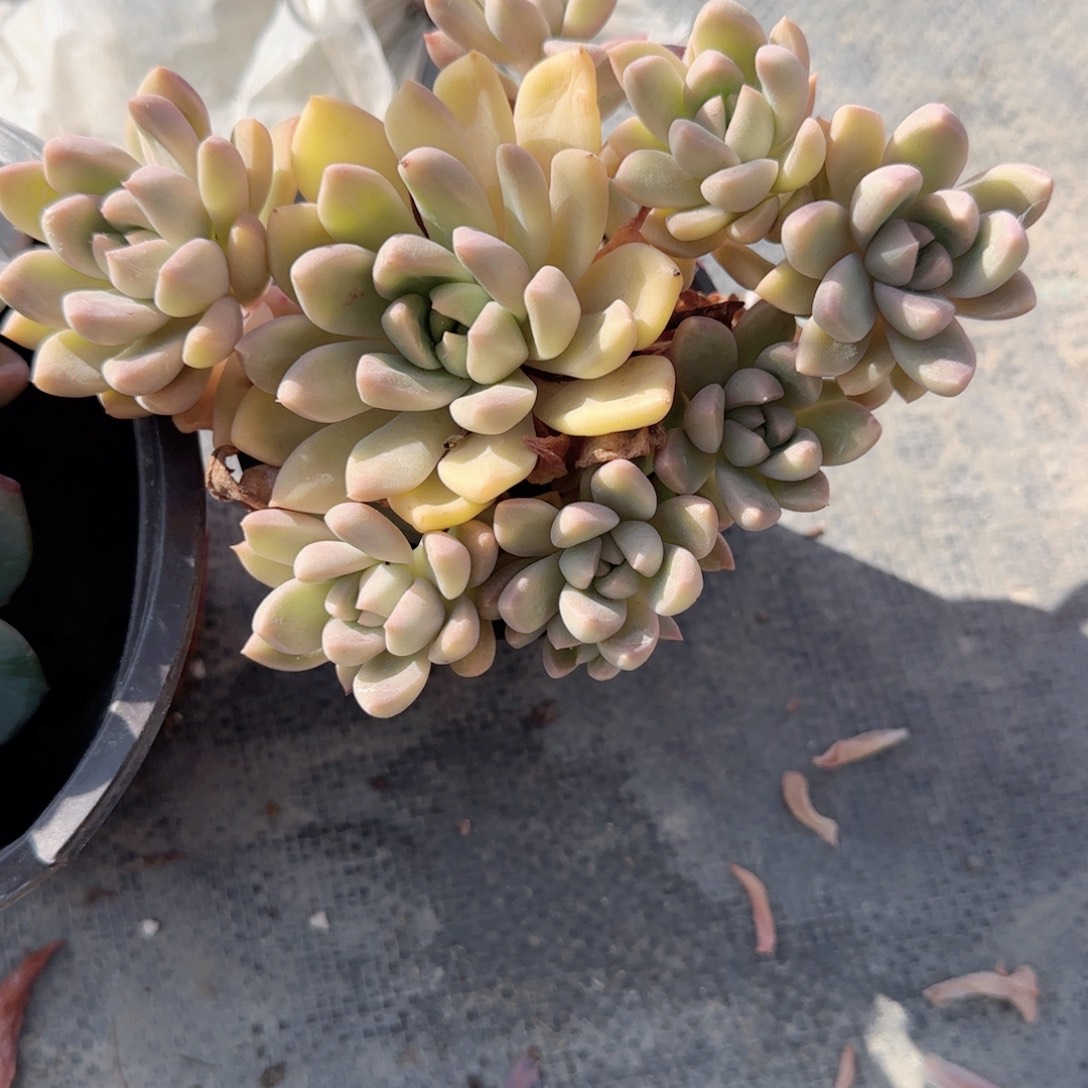 无花朵璀璨90群生
