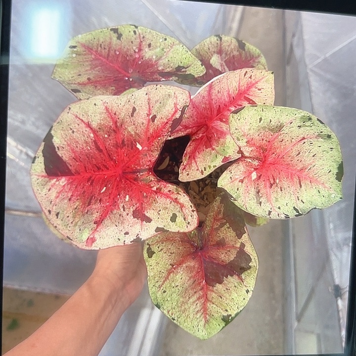 023-0208达摩彩叶芋泰国发货