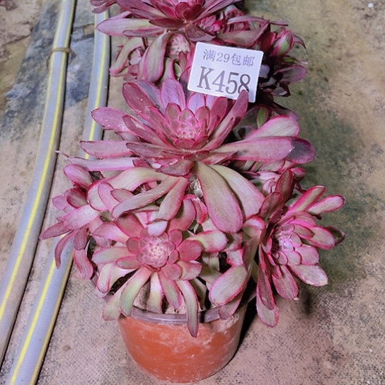 458孔雀翎多肉植物