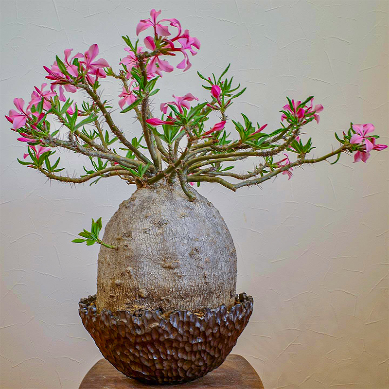 天马空 多肉 Pachypodium succulentum实生苗 棒捶树属