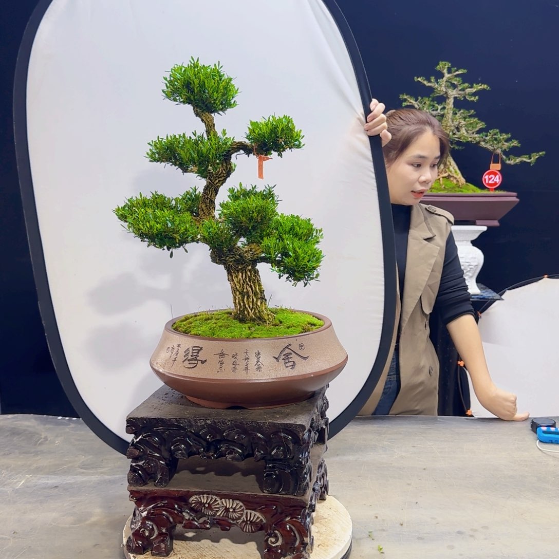 高端黄杨盆景艺术