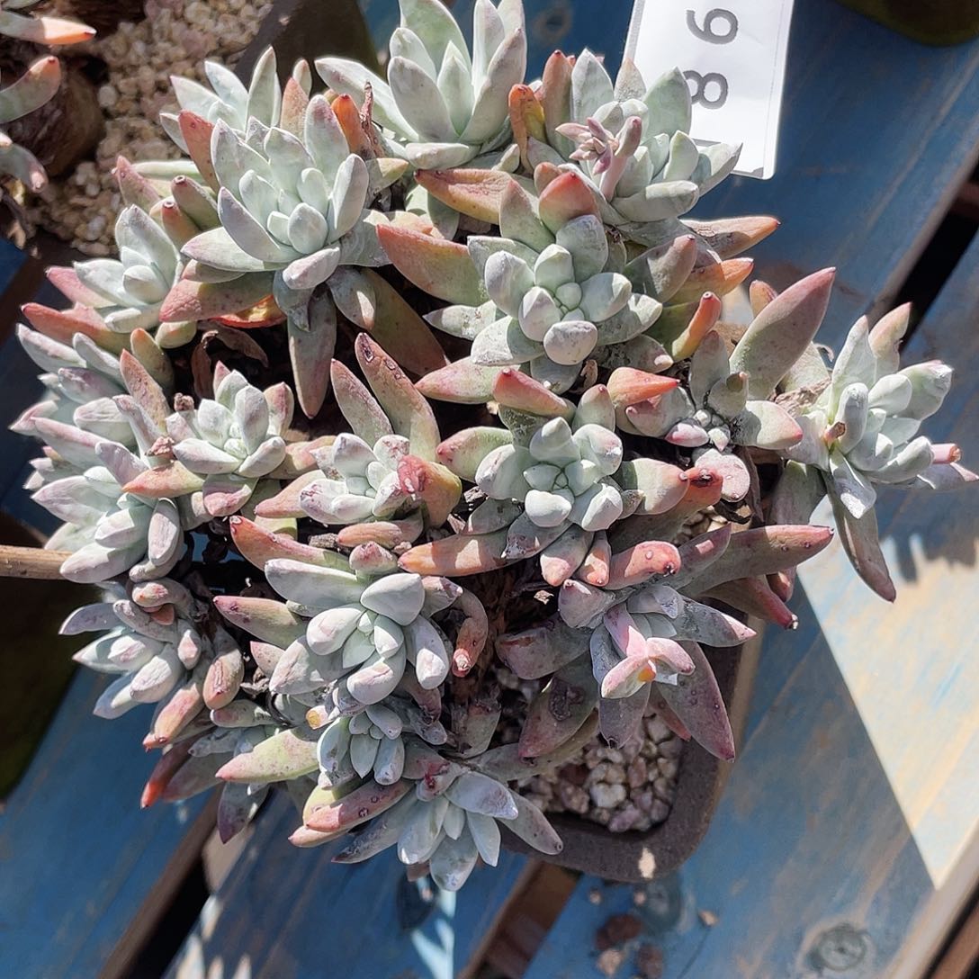 天**客法瑞杂交老桩1865