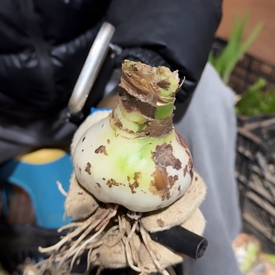 甜蜜妮芙20号7厘米开花包对版