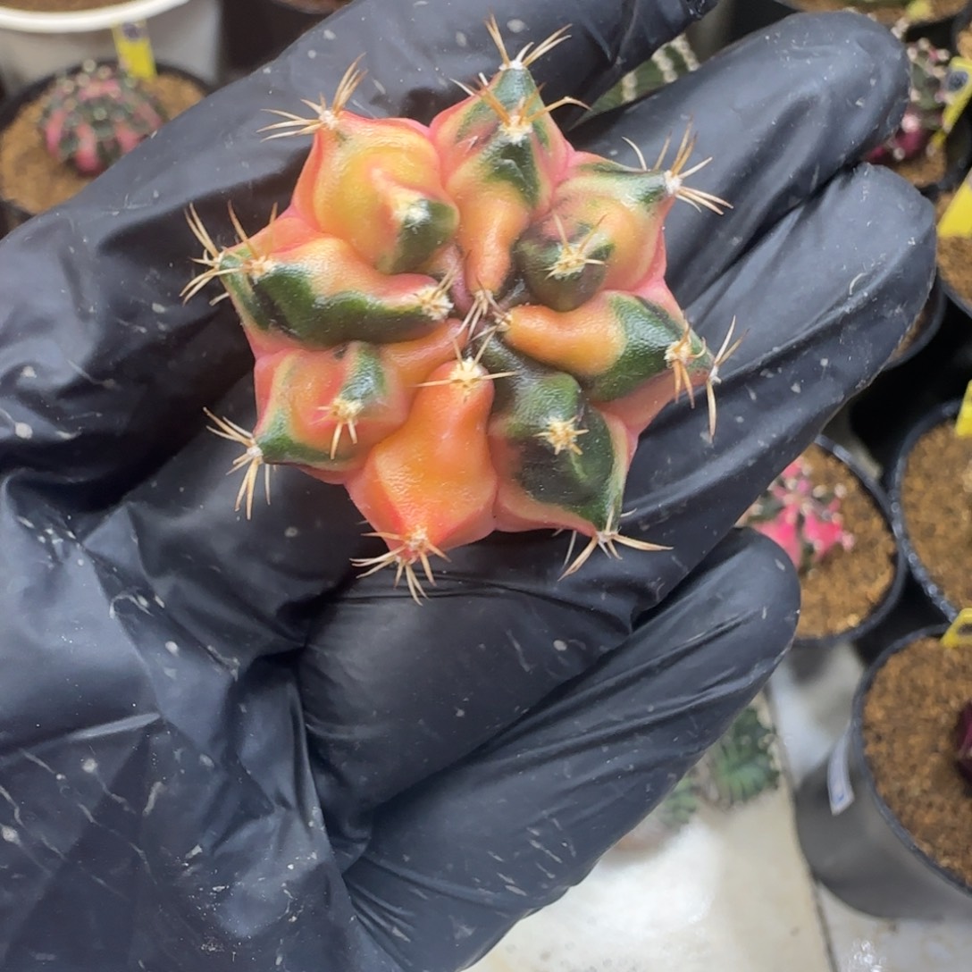 ****深云端之上..........