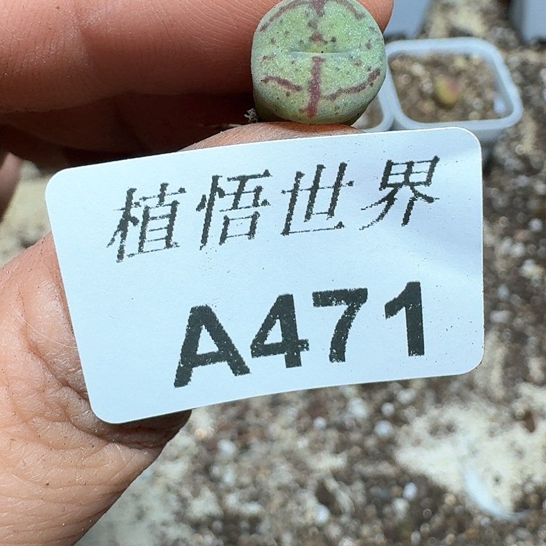 471号多肉植物哇f f