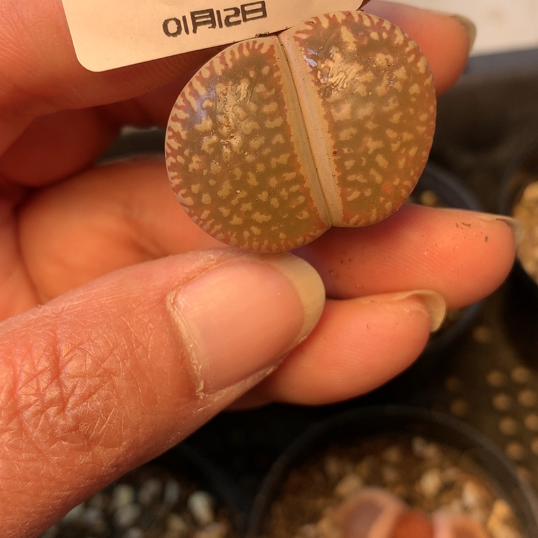 B253多肉植物保护研究所