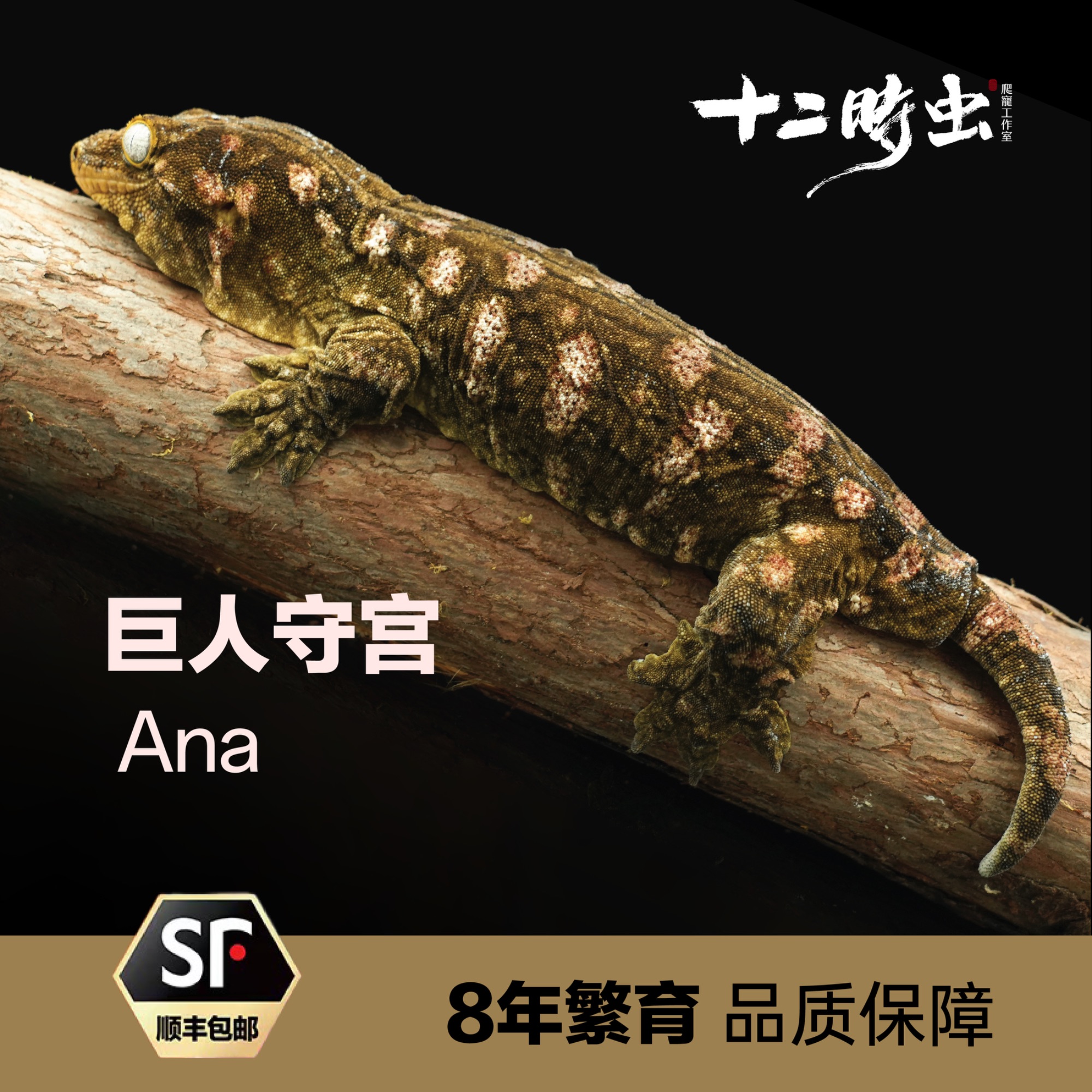 【十二时虫】巨人守宫Ana爬宠活体爬宠R属守宫蜥蜴