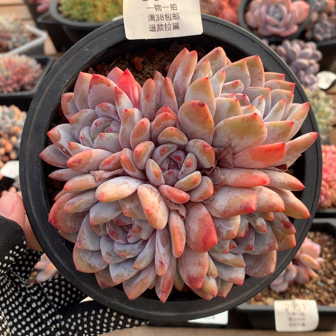 14厘米五头蒙特3040