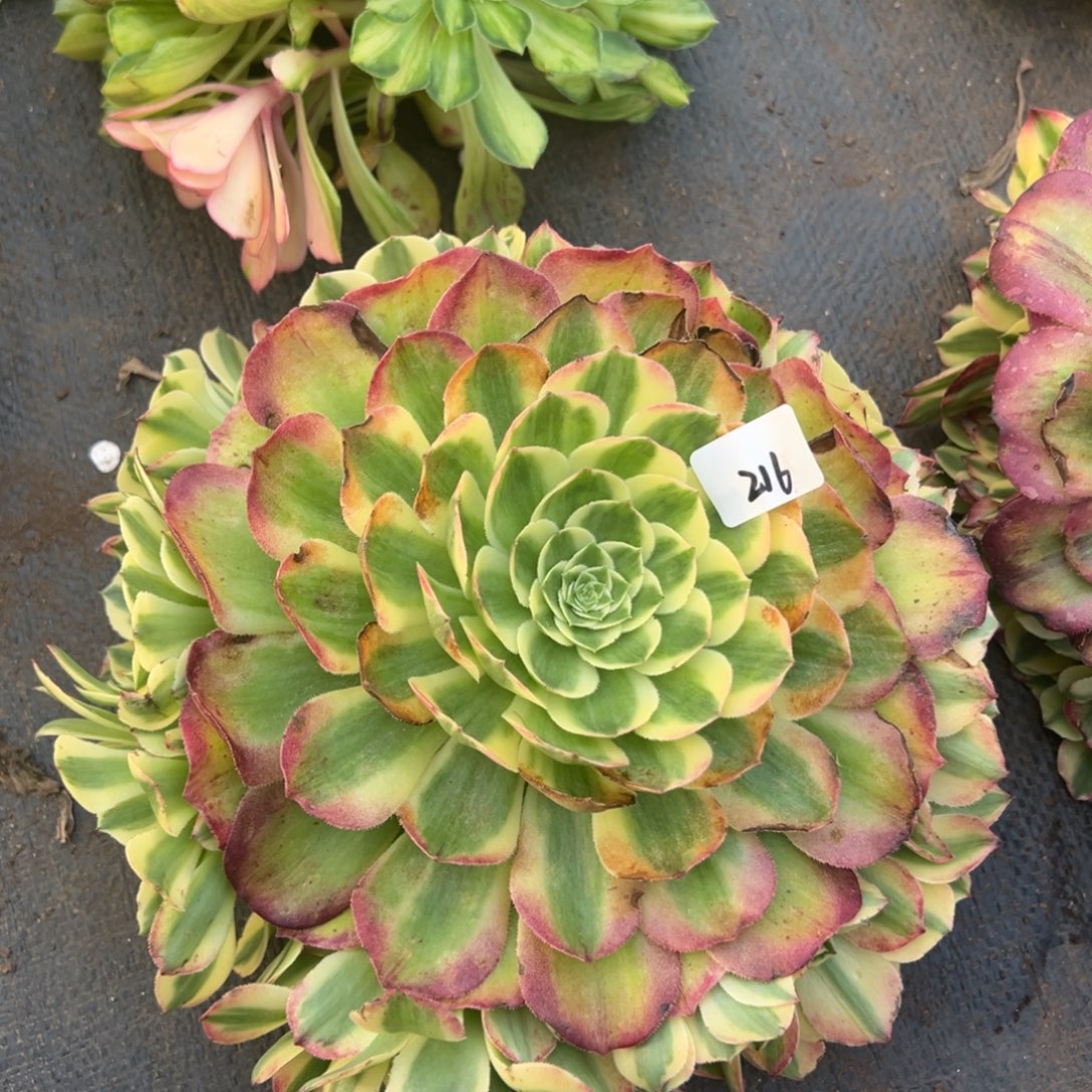 人***7216海棠无根诺肉字字珠玑