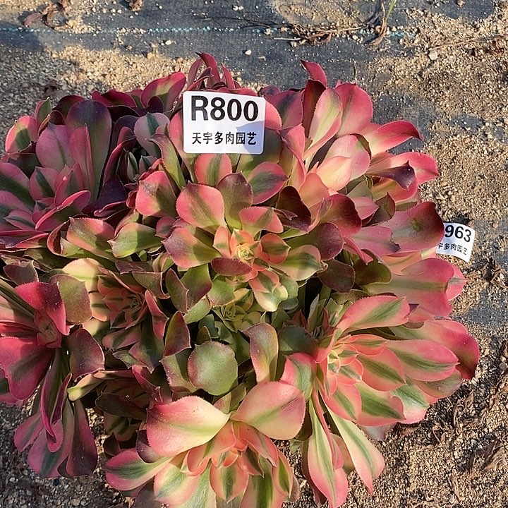 多肉植物香妃800多肉