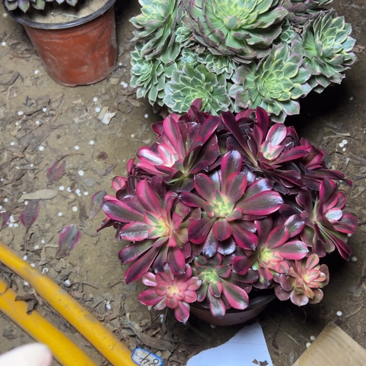 多肉植物断枝不包79