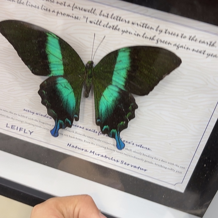 太***姐蝴蝶标本定制121@