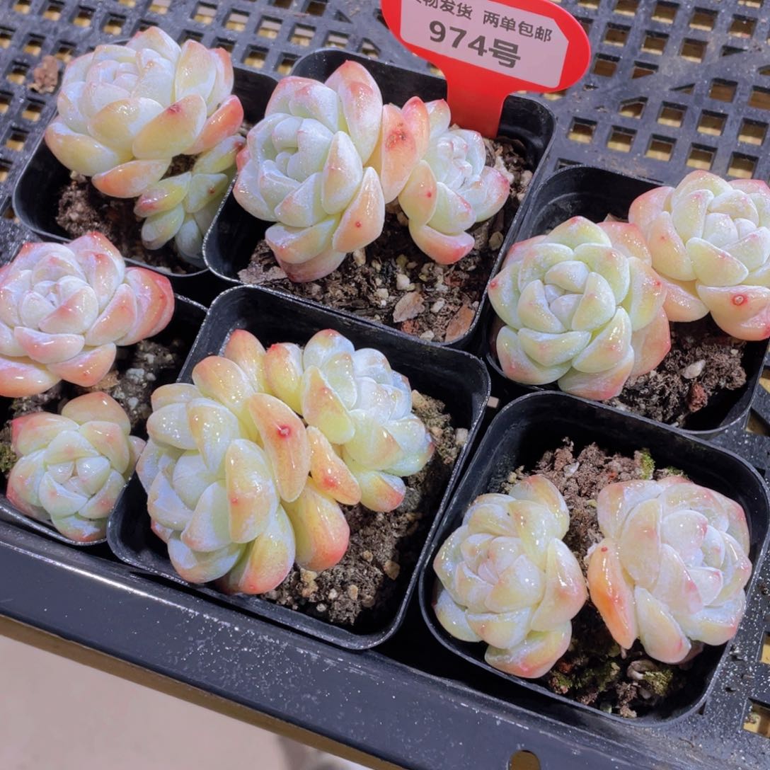 974号 珍妮冰透冰玉双头2个