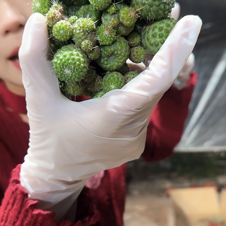 无刺白珠11111111111