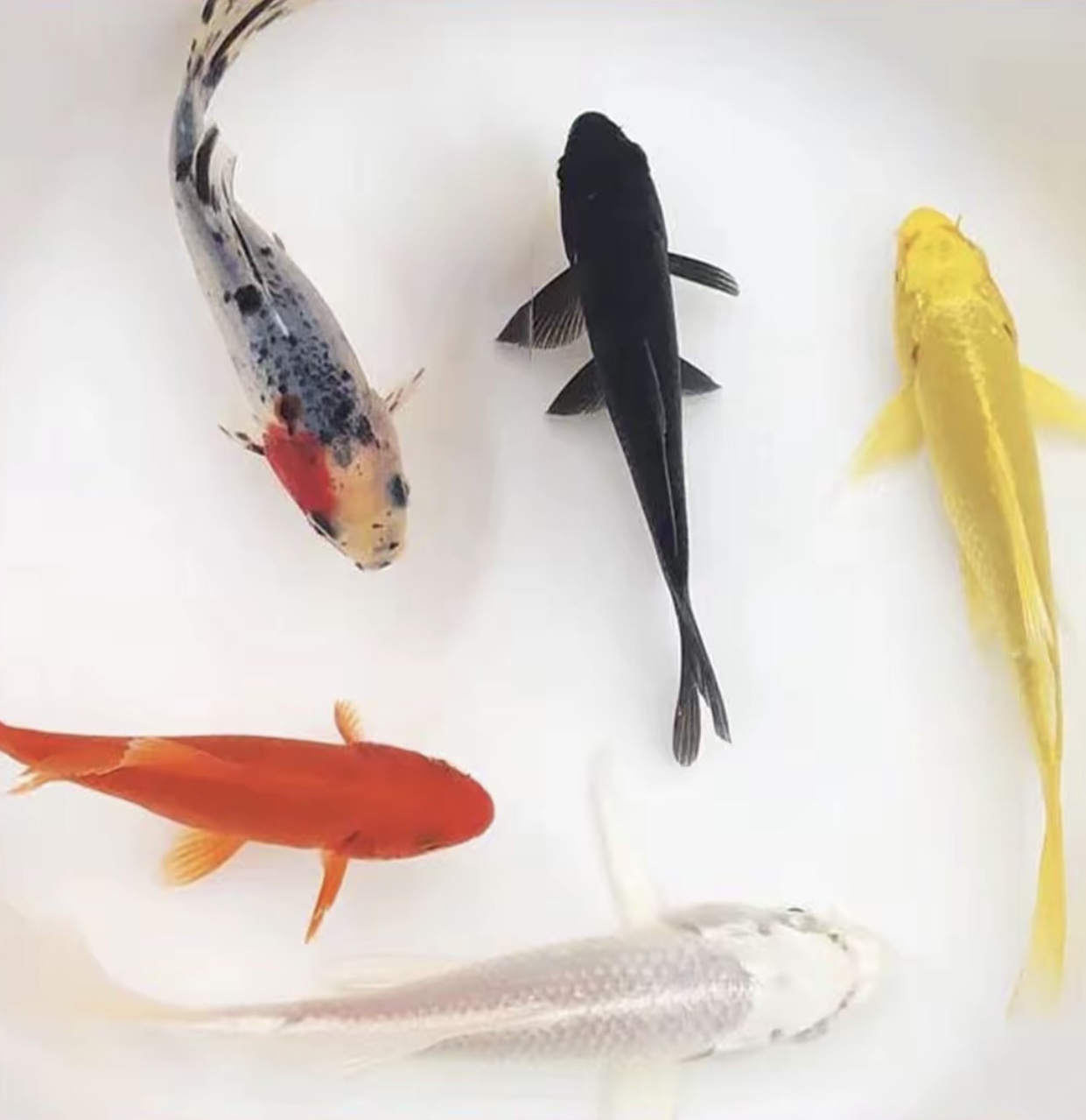 冷水观赏鱼锦鲤鱼黑白黄红好养耐活德系蓝龙锦鲤 一物一拍