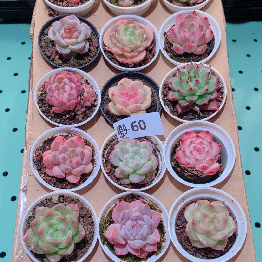 9-60一物一拍多肉带盆18颗