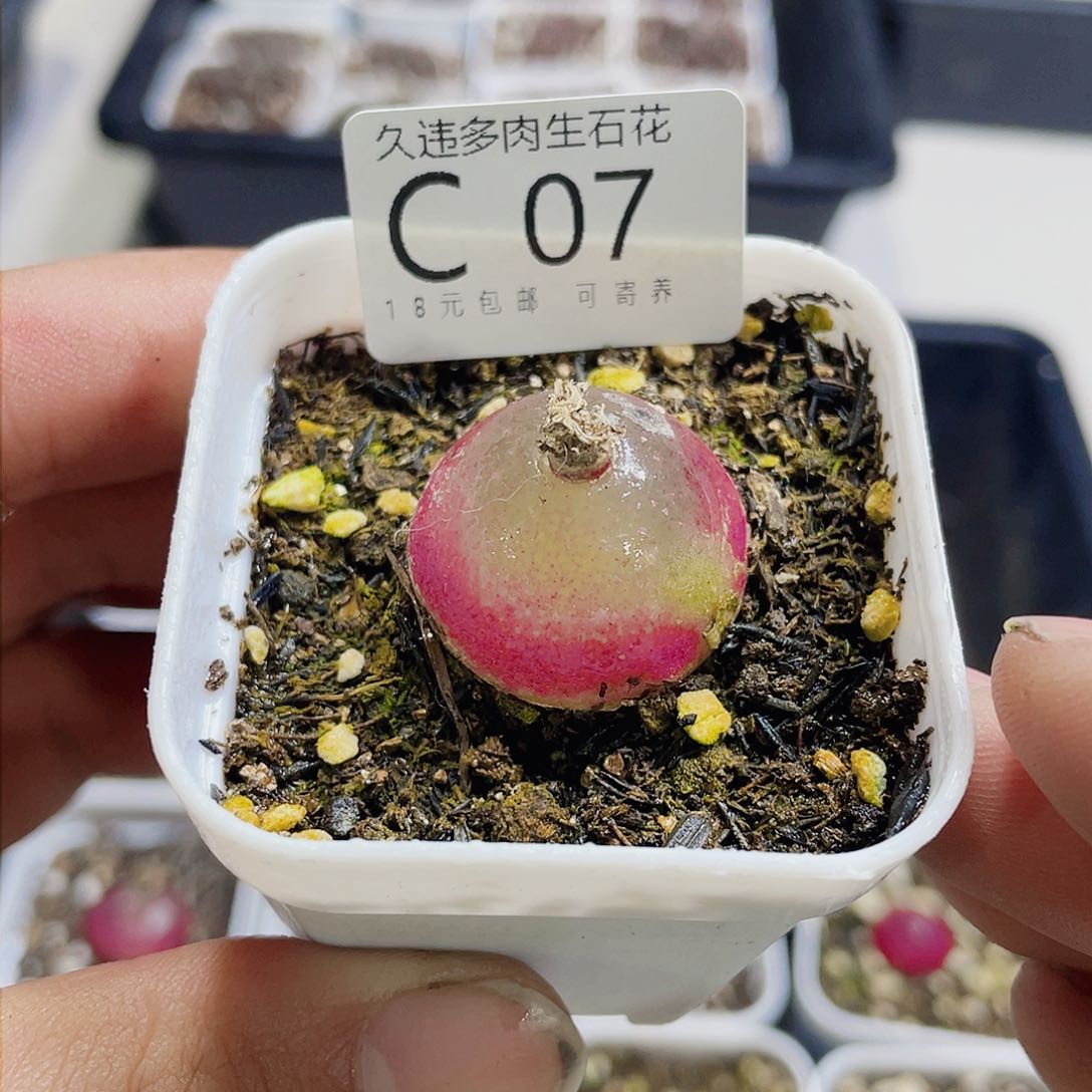 C07号灯，尺寸2.4公分