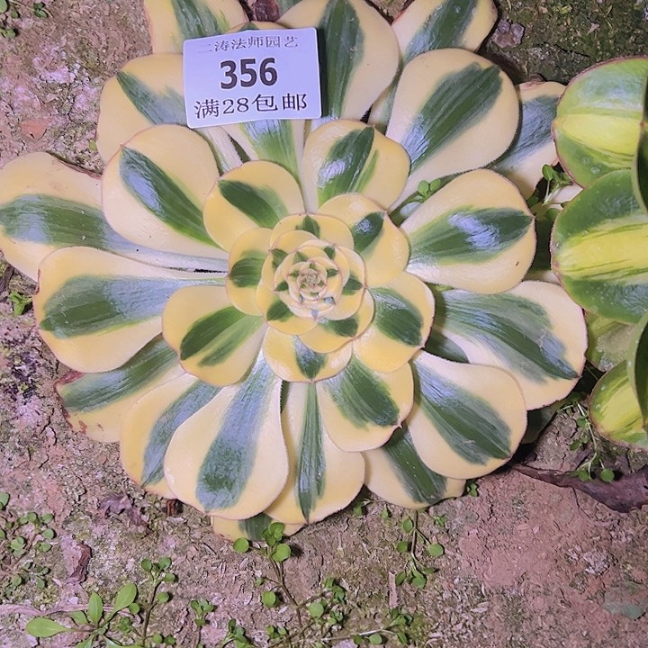 356王妃君美丽多肉植物