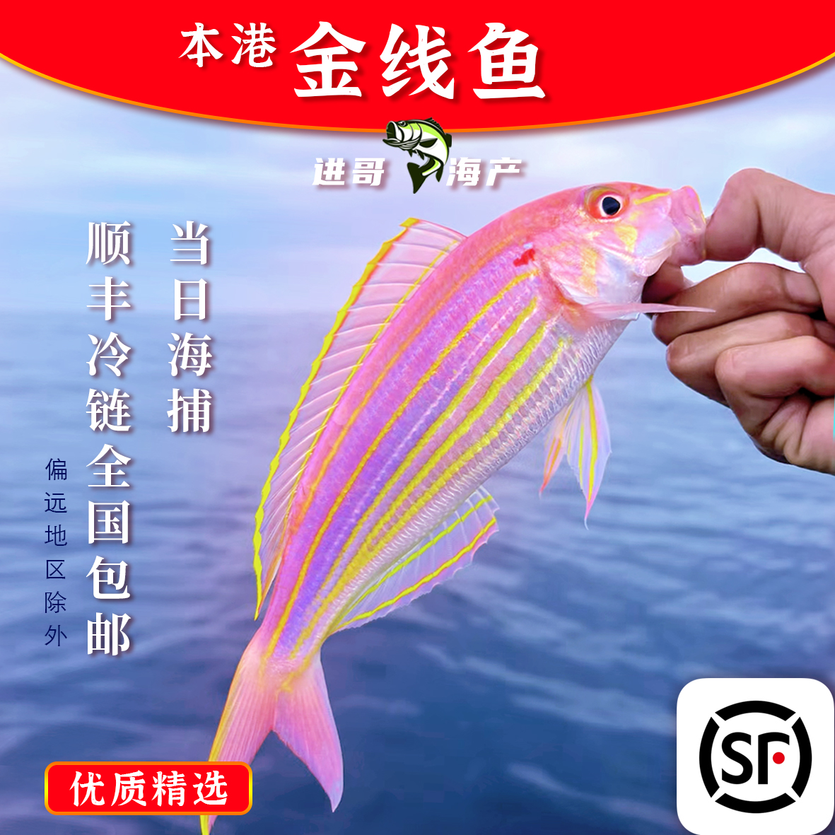 100%好评【大条】金线鱼蒜瓣肉比虾还甜广东惠来直供顺丰冷链红杉鱼