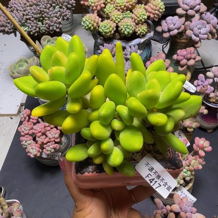 芒果奶酪417/12cm多肉