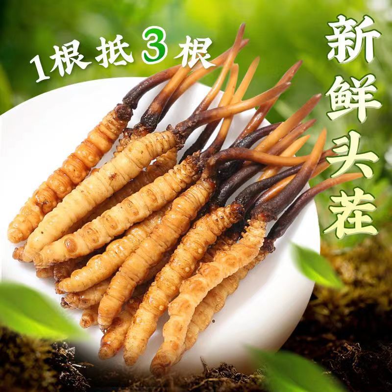 50根100根新鲜冬虫夏草 大草 鲜虫草 冷链直达当天挖当天发货