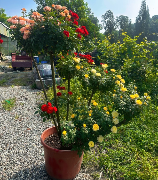 异桩造型树月季花美观一物一拍抗病强耐热耐寒四季开花盆景庭院