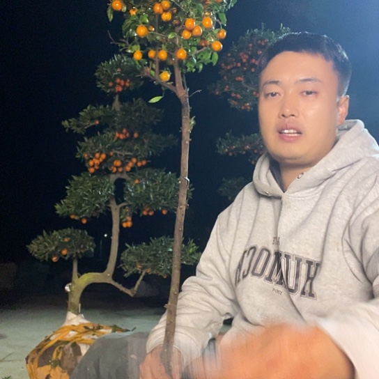 无花朵金弹子庭院原生品种