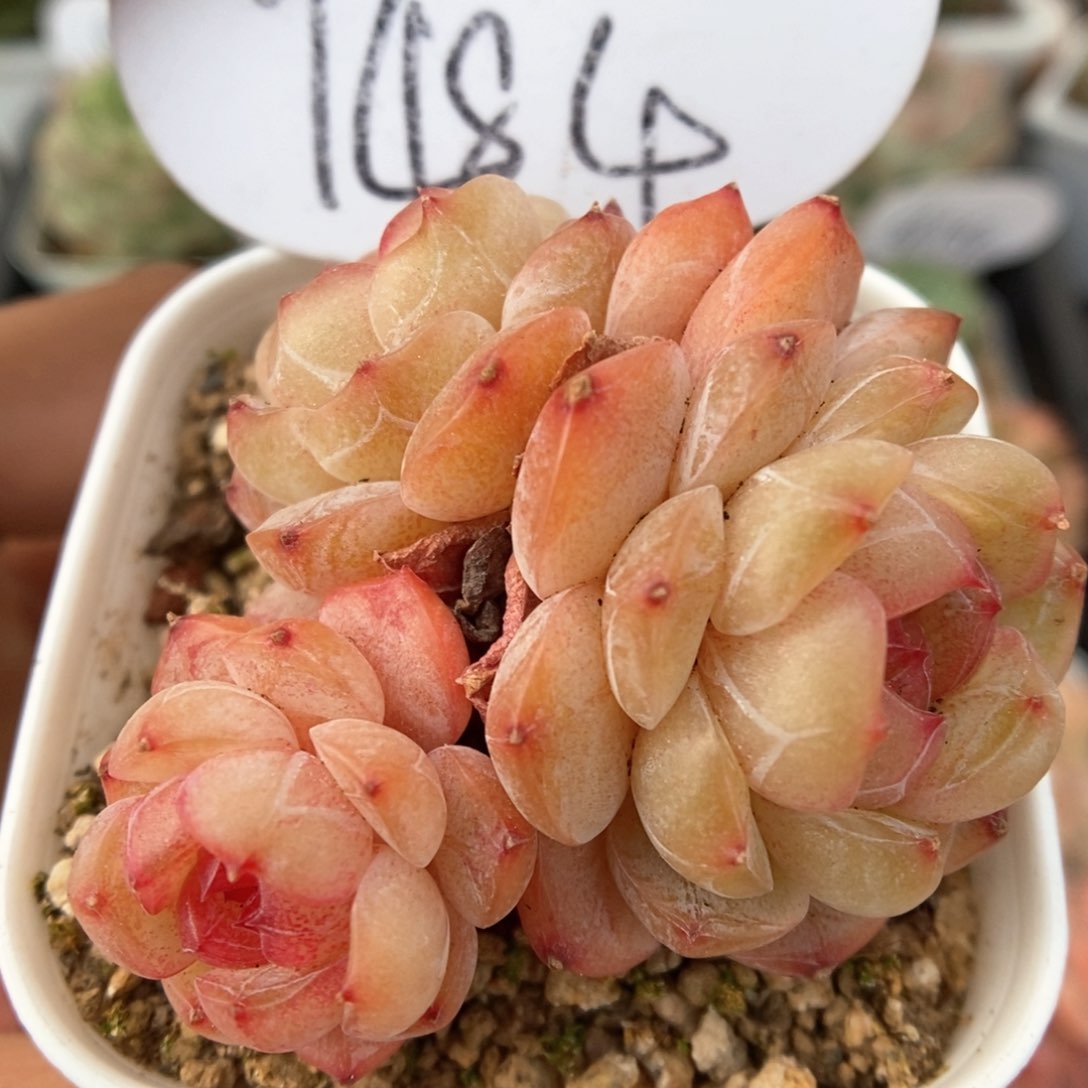 玉珠群生可拍9484号