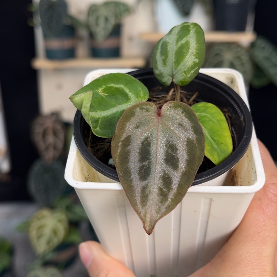 无花朵006 粉柠檬杂NSE2.0