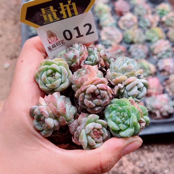 多肉植物多肉植物