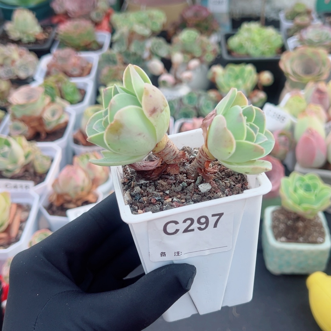 297粉紫双头老桩。 一物一拍