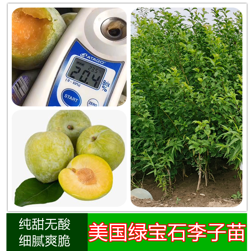美国绿宝石李子苗：纯甜无酸细腻爽脆